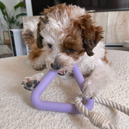 Customization Pet Gnawing Toy Corporate Gifts