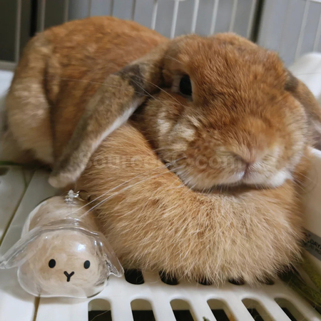 Customization Cute Little Rabbit Transparent Hair Storage Box Corporate Gifts